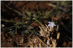 Wahlenbergia marginata